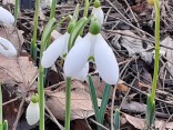 GALANTHUS 'S.ARNOTT'