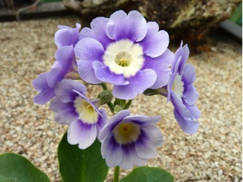 Light blue Border auriculas