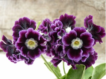 Border auricula - Shaded purple