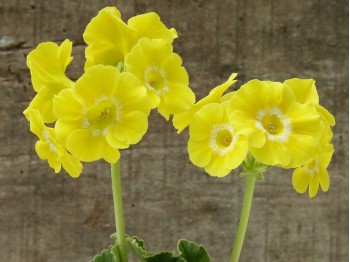 Bright Yellow Border auriculas