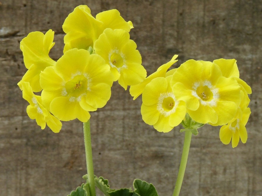 Bright Yellow Border auriculas