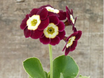 Auricule de jardin rouge