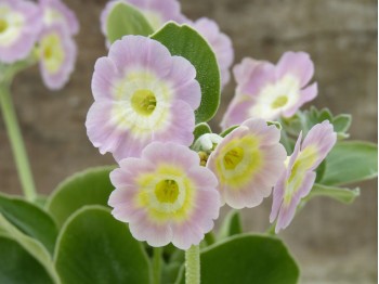 Border auricula pink and yellow