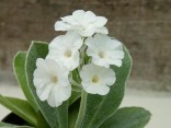 White border auricula