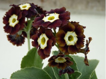 Primula auricula brown