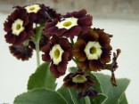 Primula auricula brown