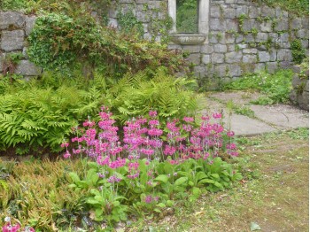 Primula pulverulenta 