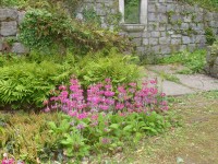 Primula pulverulenta 