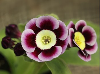 Primula auricula 'Sophie'