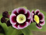 Primula auricula 'Sophie'