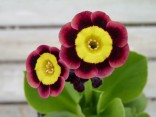 Primula auricula 'Subliminal'