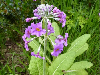 Primula beesiana