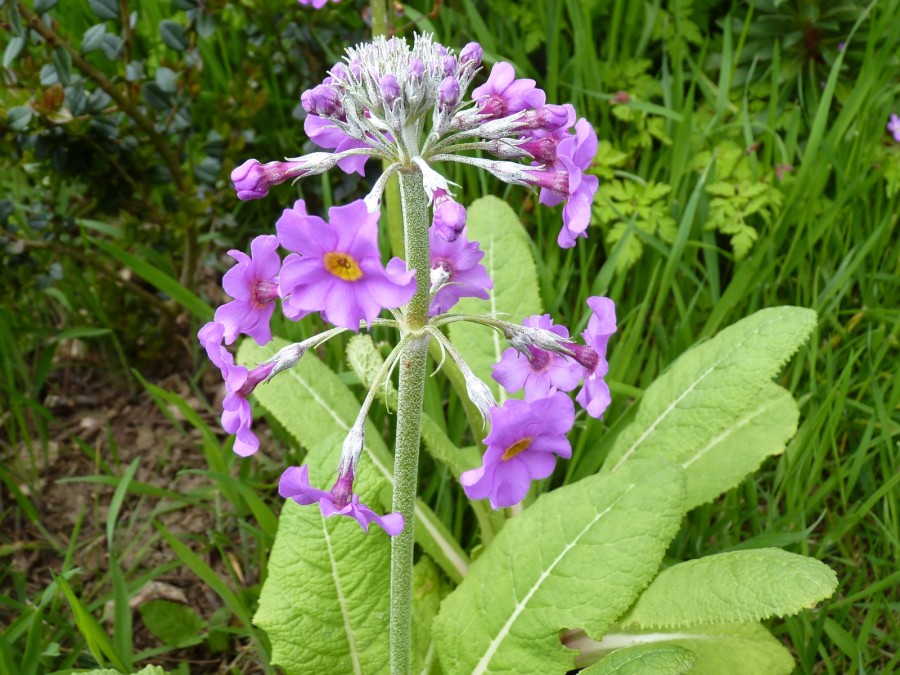 Primula beesiana