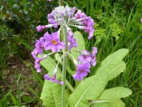 Primula beesiana