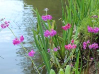 Primula beesiana