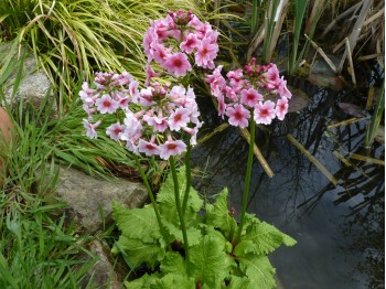 Primula japonica 'Apple Blossom'