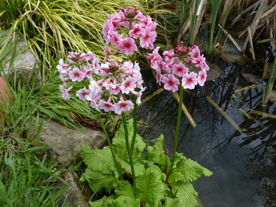 Primula japonica 'Apple Blossom'