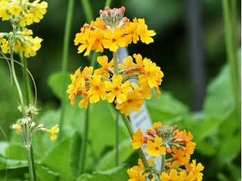 Primula bulleyana