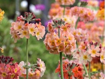 Primula  'Oriental Sunrise'