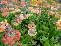 Primula  'Oriental Sunrise'