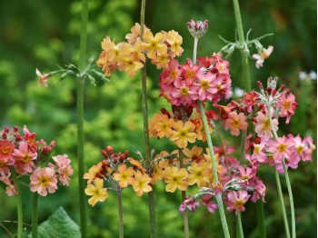 Primula  'Oriental Sunrise'