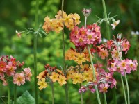 Primula  'Oriental Sunrise'