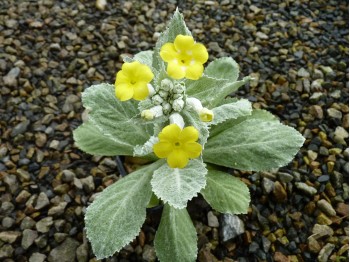 Primula x kewensis