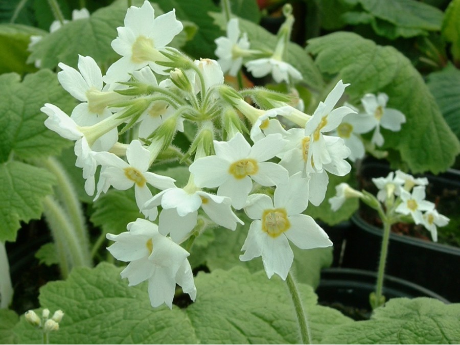 Primula kisoana 'Alba'