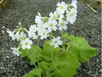 Primula kisoana 'Alba'