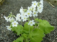 Primula kisoana 'Alba'