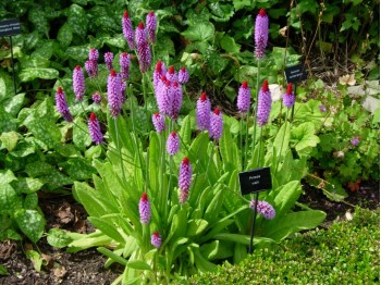 Primula vialii