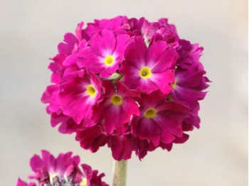 Primula denticulata - rose/rouge