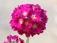 Primula denticulata - rose/rouge