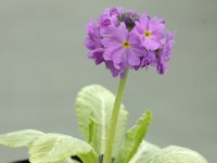 Primula denticulata - rose/rouge