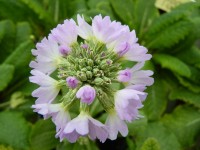 Primula denticulata - rose/rouge