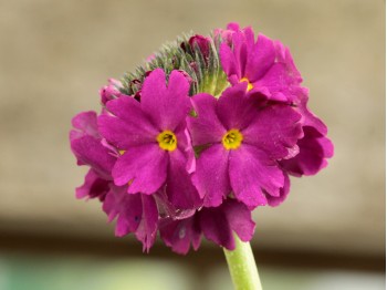 Primula denticulata - rose/rouge