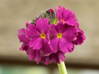 Primula denticulata - rose/rouge