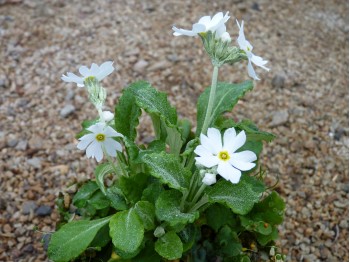 Primula modesta