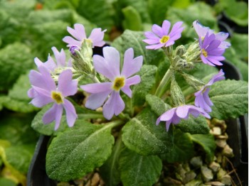 Primula modesta