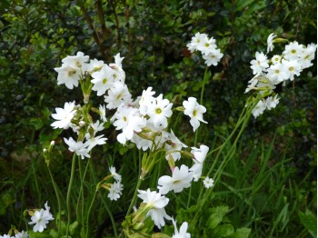 Primula munroi