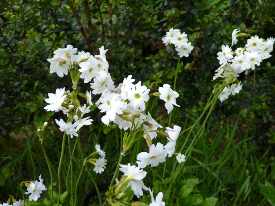 Primula munroi