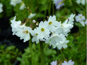 Primula munroi