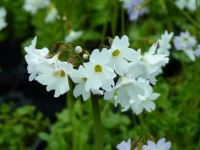 Primula munroi