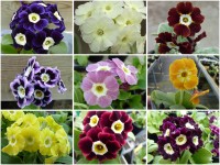 BARNHAVEN BORDER AURICULAS Seed mix