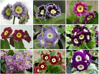 BARNHAVEN BORDER AURICULA SEED (reds, pinks, purples)