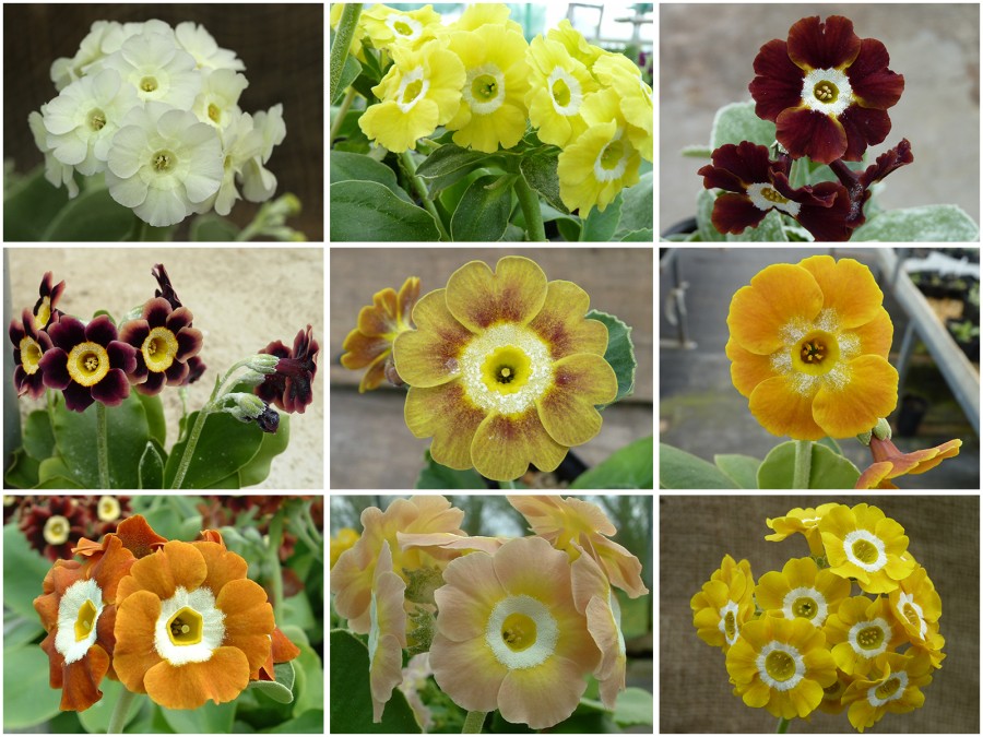 BARNHAVEN BORDER AURICULA SEED (yellows, creams, browns)