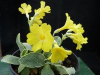 Primula auricula