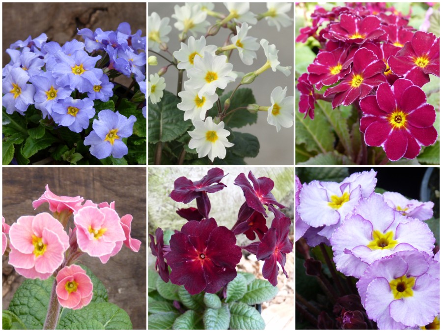 PRIMULA JULIANA Plant collection