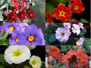 PRIMULA JULIANA Plant collection