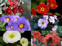 PRIMULA JULIANA Plant collection